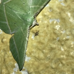 Dichorda illustraria