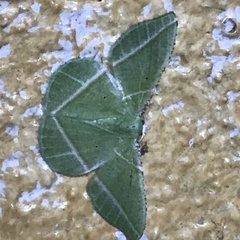 Dichorda illustraria