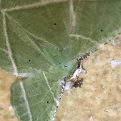 Dichorda illustraria