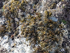 Pelvetiopsis limitata