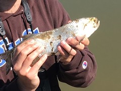 Hiodon alosoides