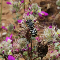 Heteranthidium
