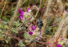 Heteranthidium