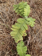 Tanacetum bipinnatum