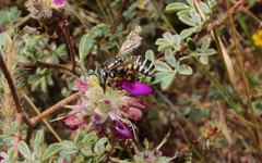 Heteranthidium