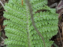 Tanacetum bipinnatum