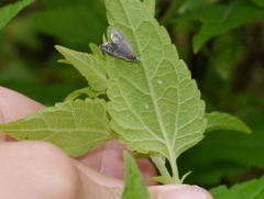 Pyrausta demantrialis
