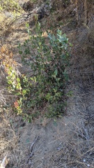 Arctostaphylos rainbowensis
