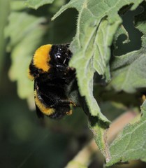 Bombus sonorus
