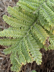 Tanacetum bipinnatum