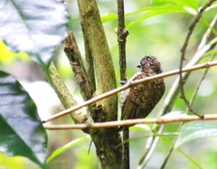 Picumnus squamulatus