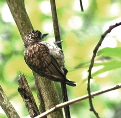 Picumnus squamulatus