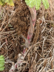 Tanacetum bipinnatum