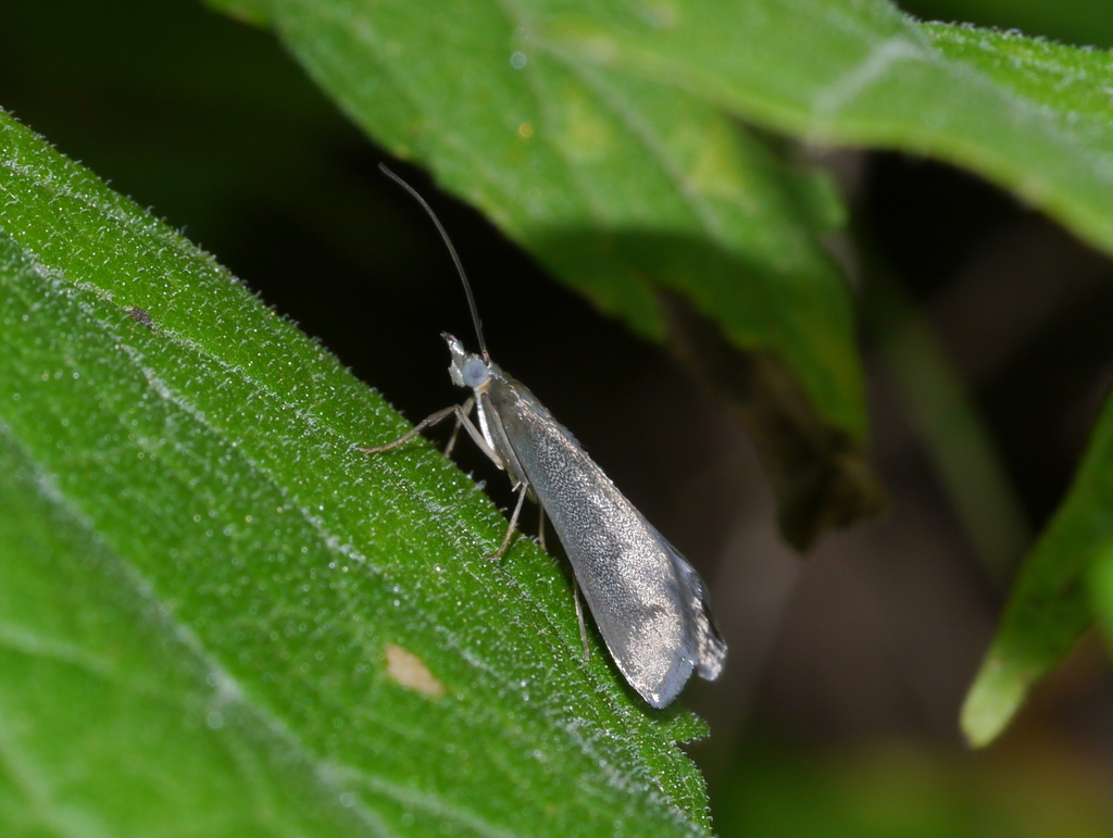 Pyrausta demantrialis