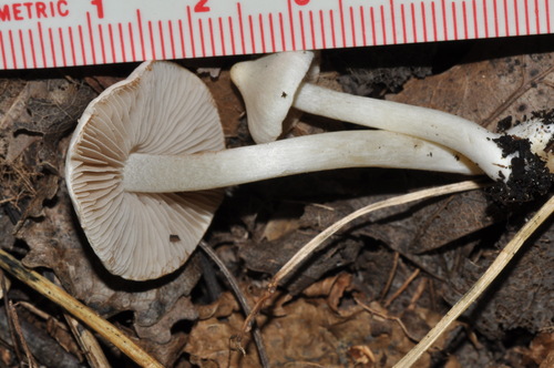 White Fibrecap