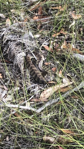 Tiger Snake sighting