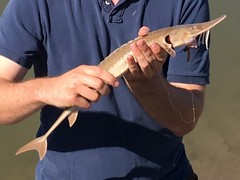 Scaphirhynchus platorynchus