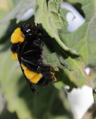 Bombus sonorus