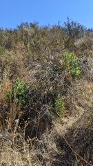 Arctostaphylos rainbowensis