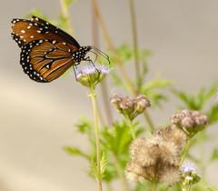 Danaus gilippus