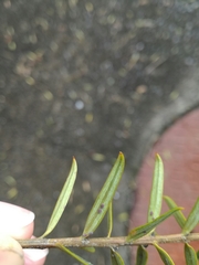 Neophyllaphis totarae