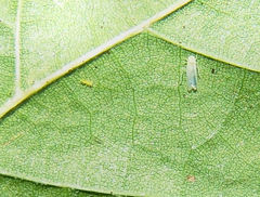 Cicadellidae