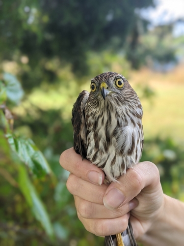 Sharp-shinned Hawk photographed in New Jersey