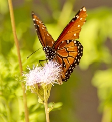 Danaus gilippus