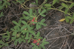 Indigofera trifoliata
