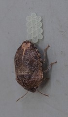 Pachycorinae