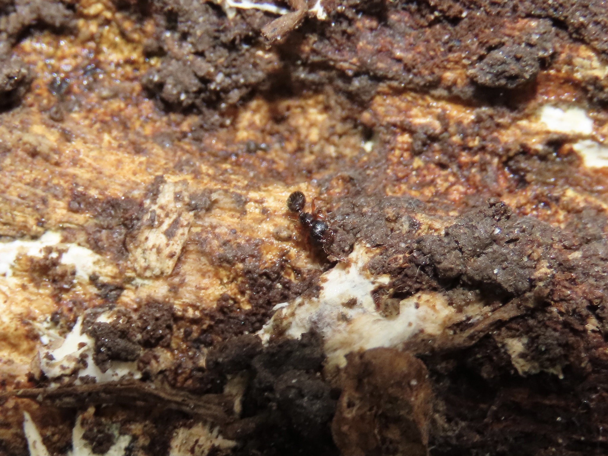 Myrmecina americana