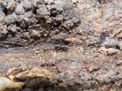 Myrmecina americana