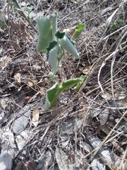 Malvastrum aurantiacum