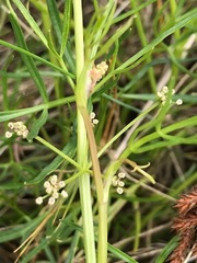 Apium prostratum prostratum