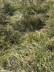Carex virgata