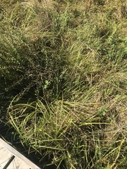 Carex virgata