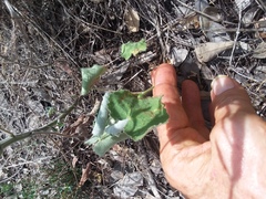 Malvastrum aurantiacum