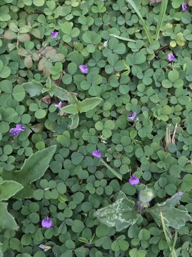Desmodium triflorum iNat (1)