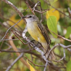 Microeca flavigaster