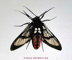 Autochloris flavipes
