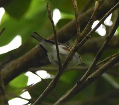Setophaga pensylvanica image