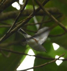 Setophaga pensylvanica image