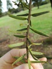 Neophyllaphis totarae