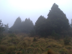 Trichophorum subcapitatum