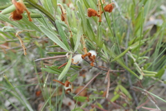 Grevillea floribunda
