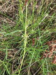 Apium prostratum prostratum