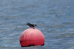 Onychoprion anaethetus