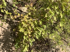 Vitis acerifolia