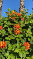 Lantana
