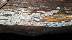 Hyphodontia arguta